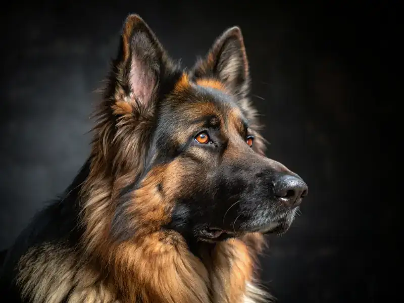 Behind the Bloodline: Why Authentic German Imports Matter