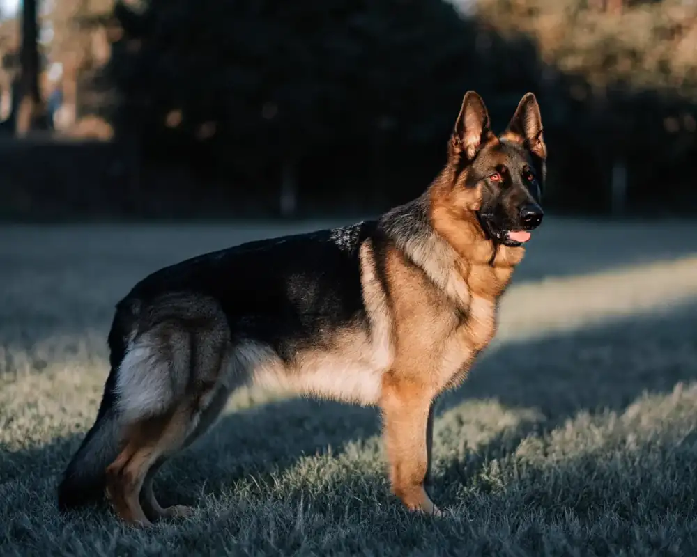 German Shepherd Family Guard Dog | Best Dogs for Family and Security | Falcon K9 Protection