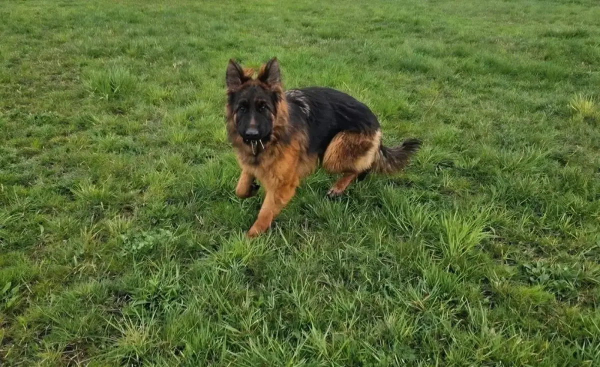 German Shepherd running freely on green field — active lifestyle compatibility