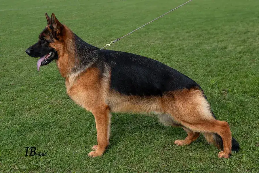 Polly — German Shepherd Guard Dog | Protective German Shepherd For Sale | Falcon K9 Protection