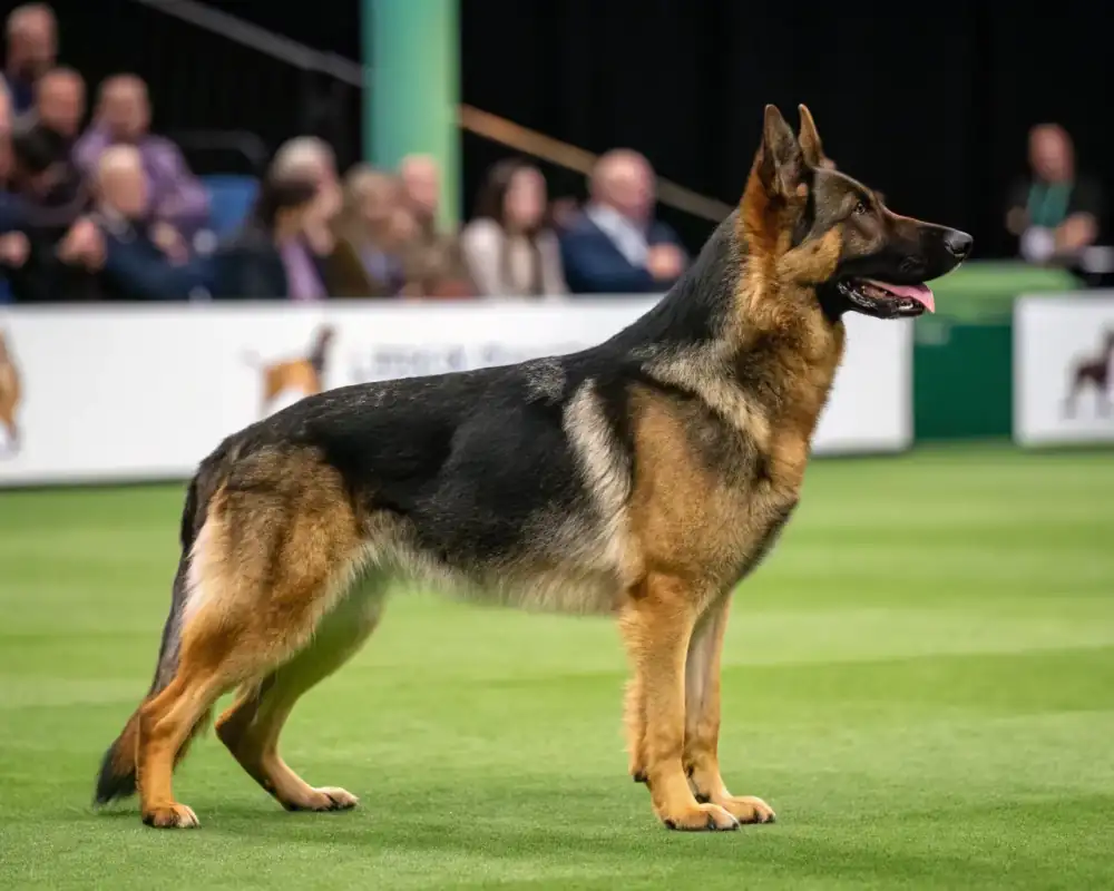 Premium German Shepherds For Sale