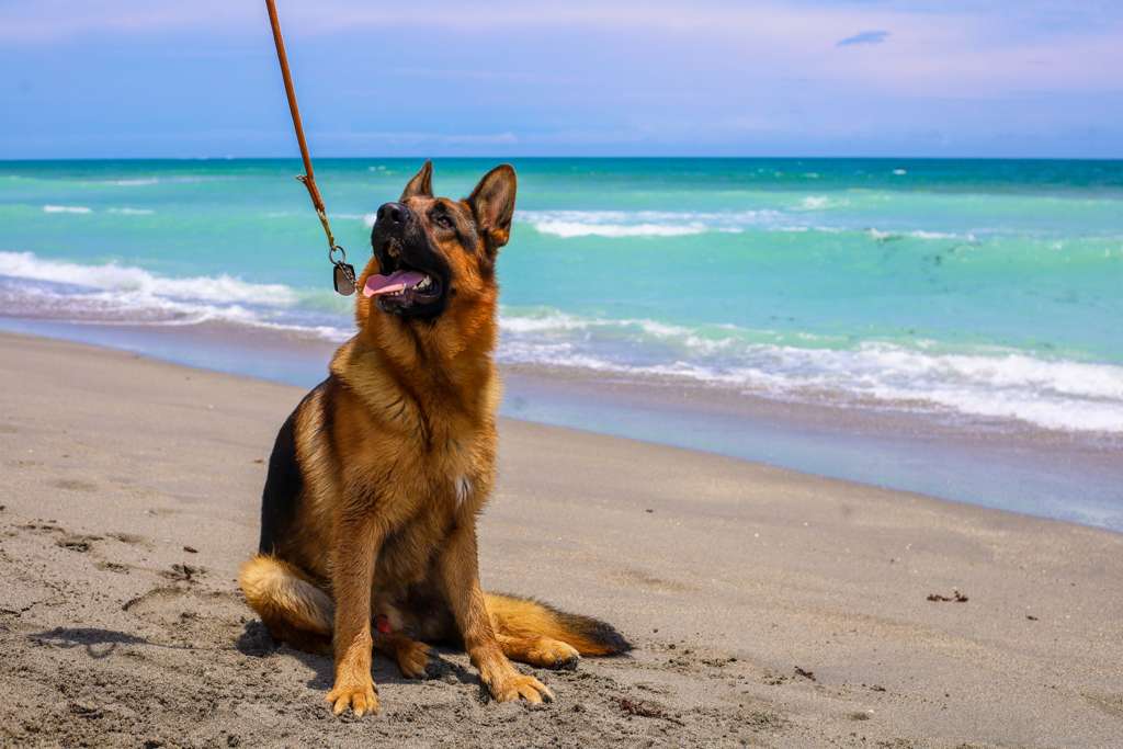 Falcon K9 Protection German Shepherd at the beach
