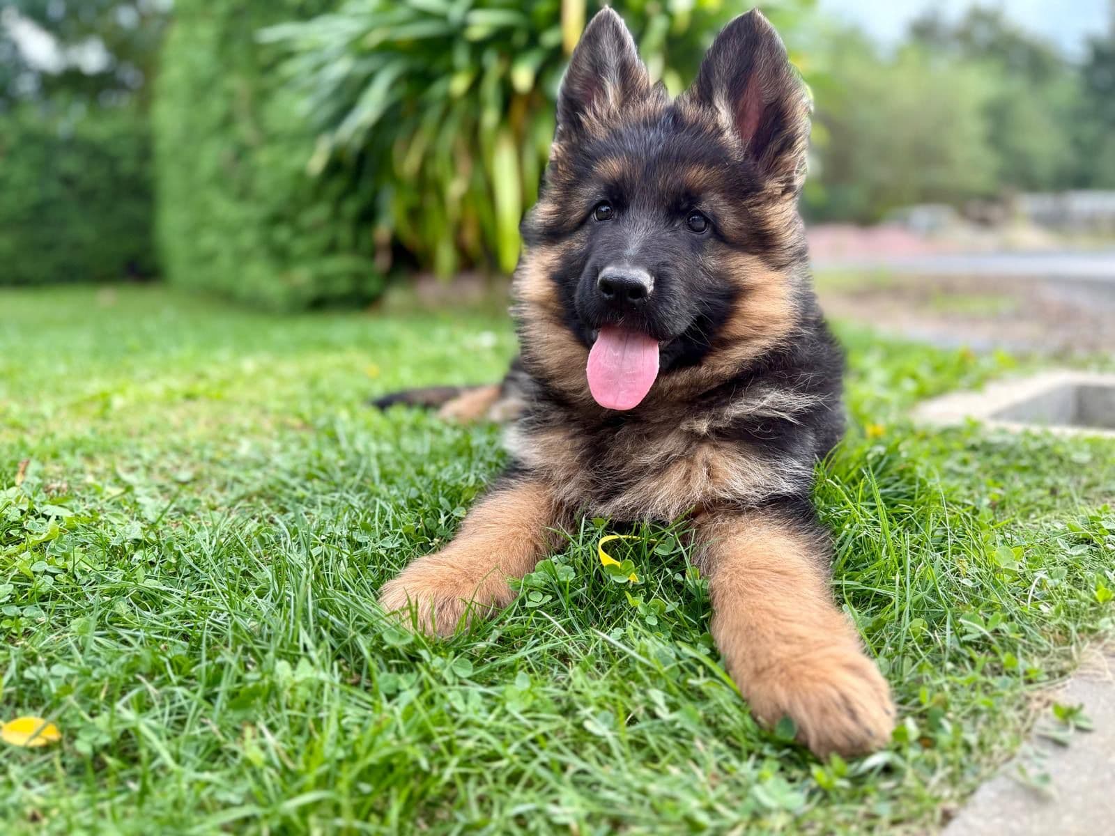 German Shepherd puppy from elite European bloodlines