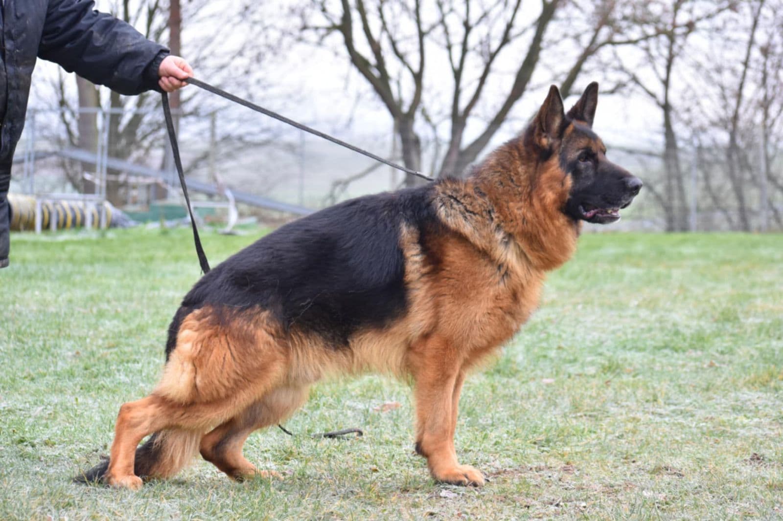 German Shepherd in field training