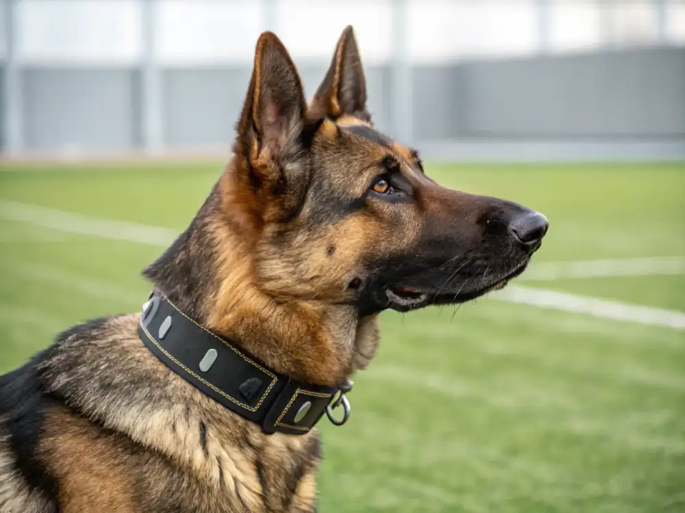 German Shepherd Guard Dog | Top Guarding Dogs | Protection Dog | Falcon K9 Protection