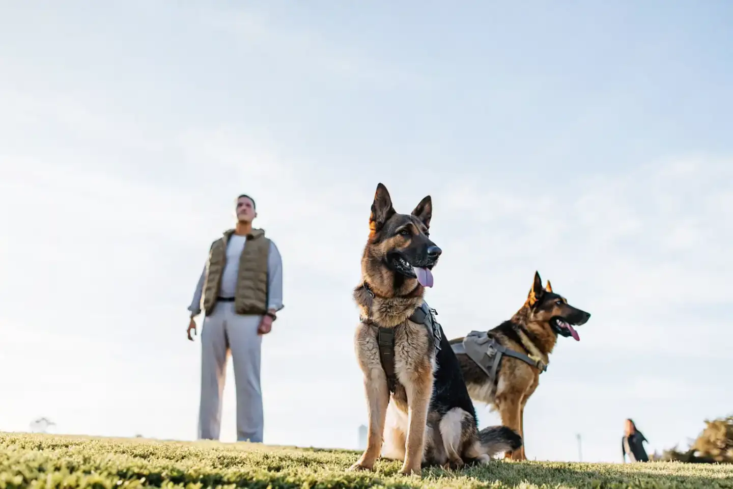 Two German Shepherds — one protection dog, one family companion