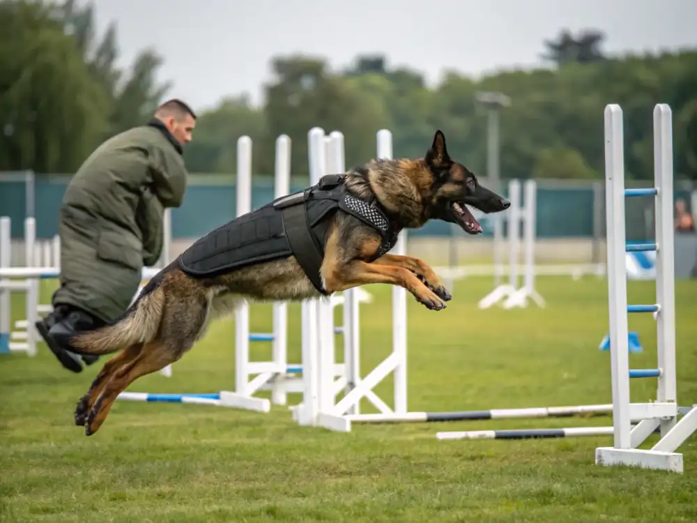 German Shepherd in Schutzhund IGP protection training phase with professional trainer