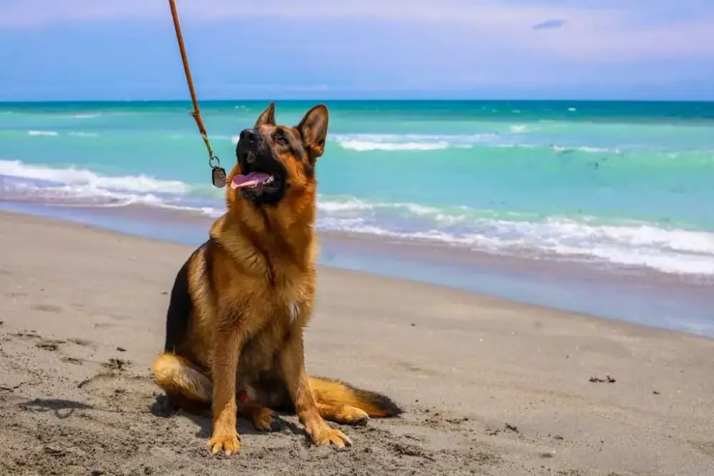 Vala — Previously Placed German Shepherd