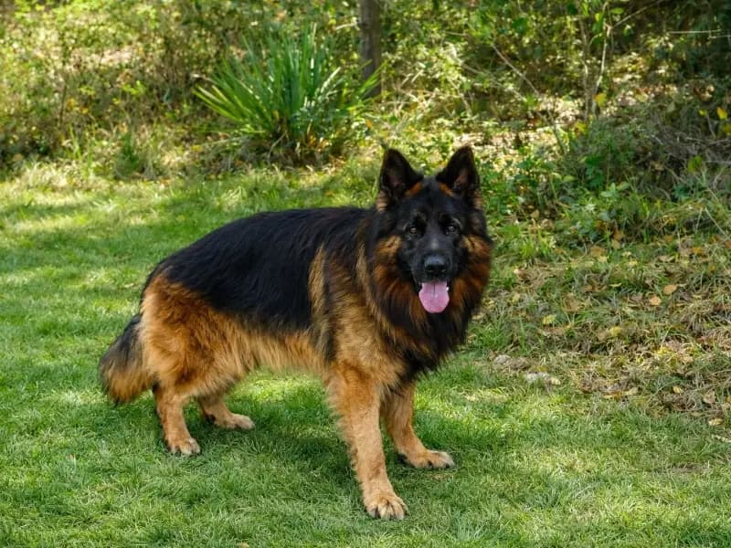 Veit — Previously Placed German Shepherd