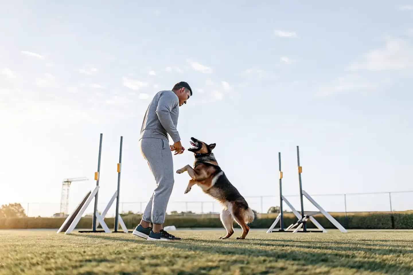 Professional dog training session