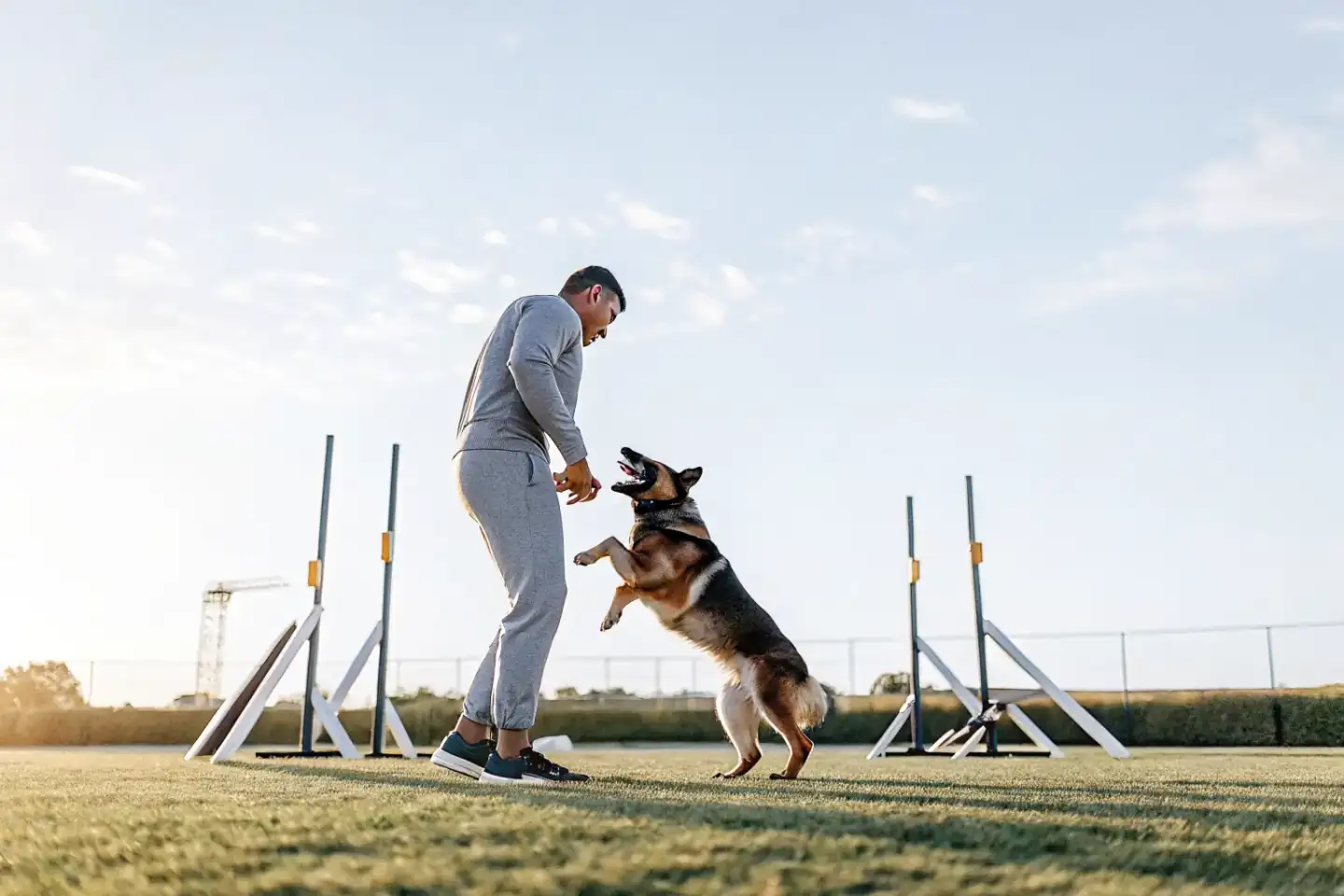 Professional dog training session